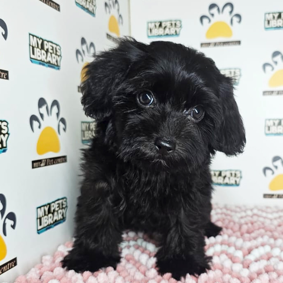 Maltipoo Puppy