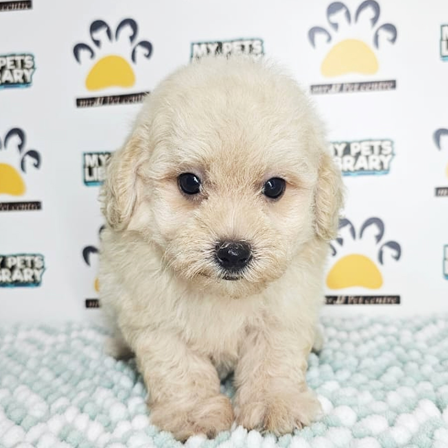 Tiny Poodle Puppy