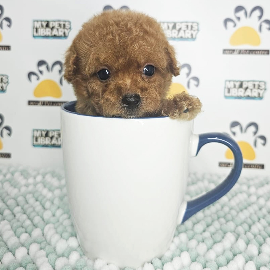 Teacup Poodle Puppy