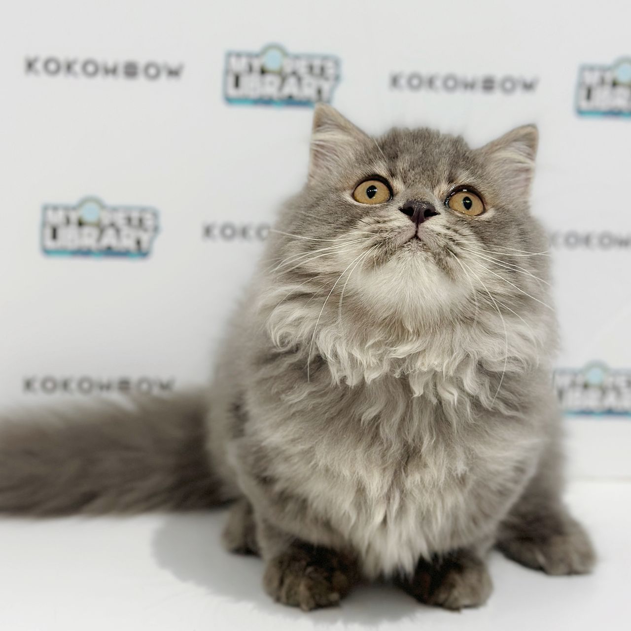 Super Short Minuet Napoleon Kitten