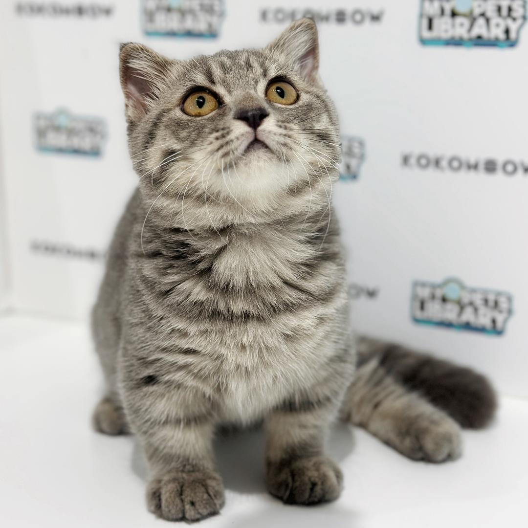 Super Short Munchkin British Shorthair Kitten