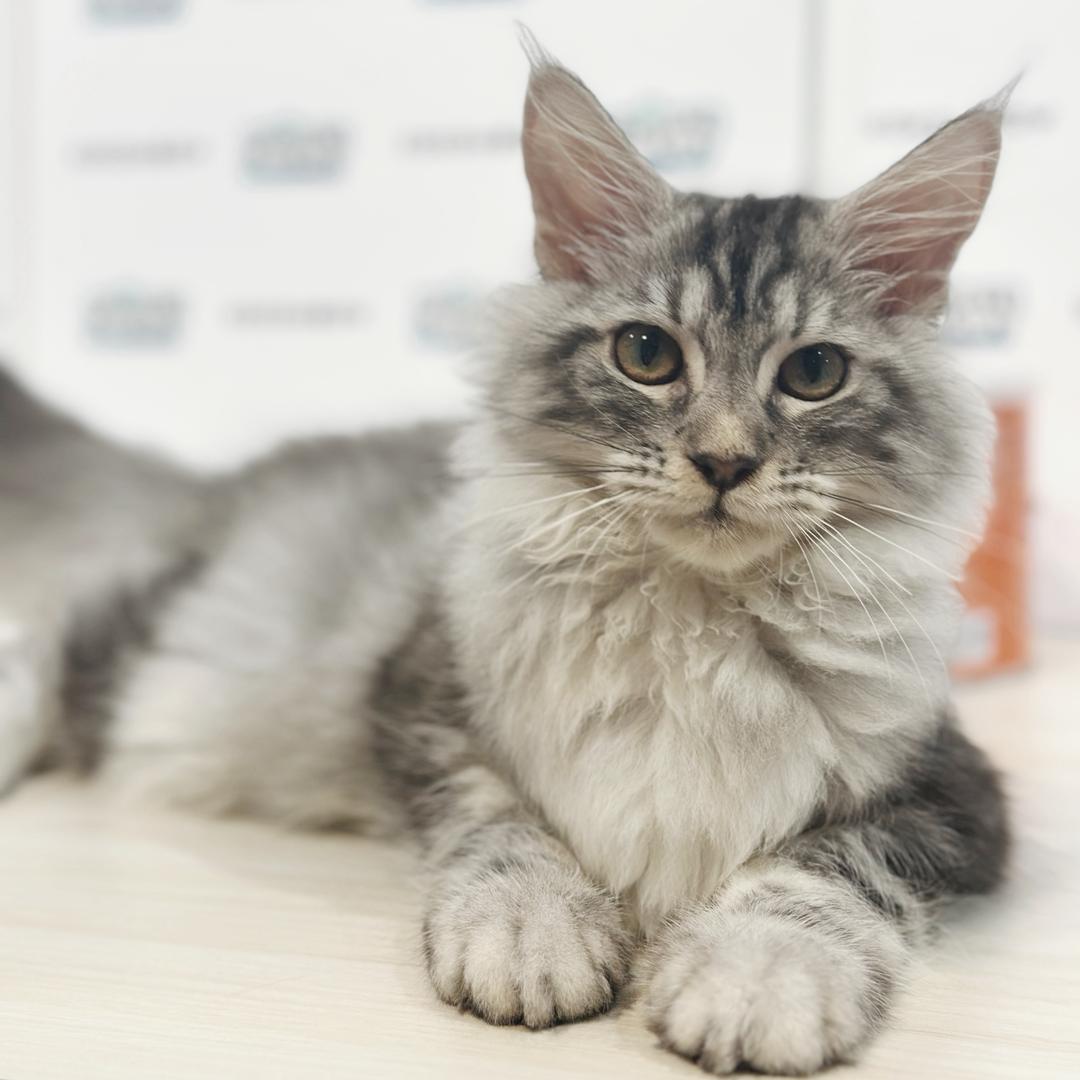Maine Coon Kitten