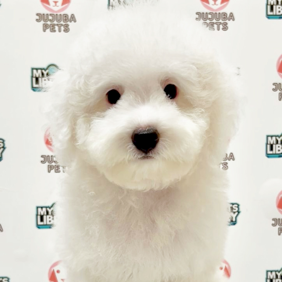 Toy Poodle Puppy