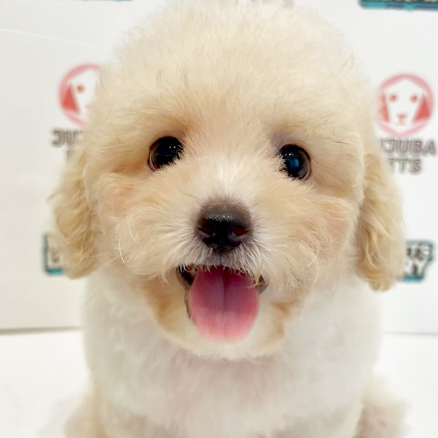 Poochon Puppy