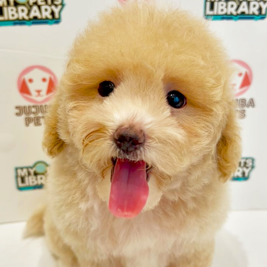 Poochon Puppy