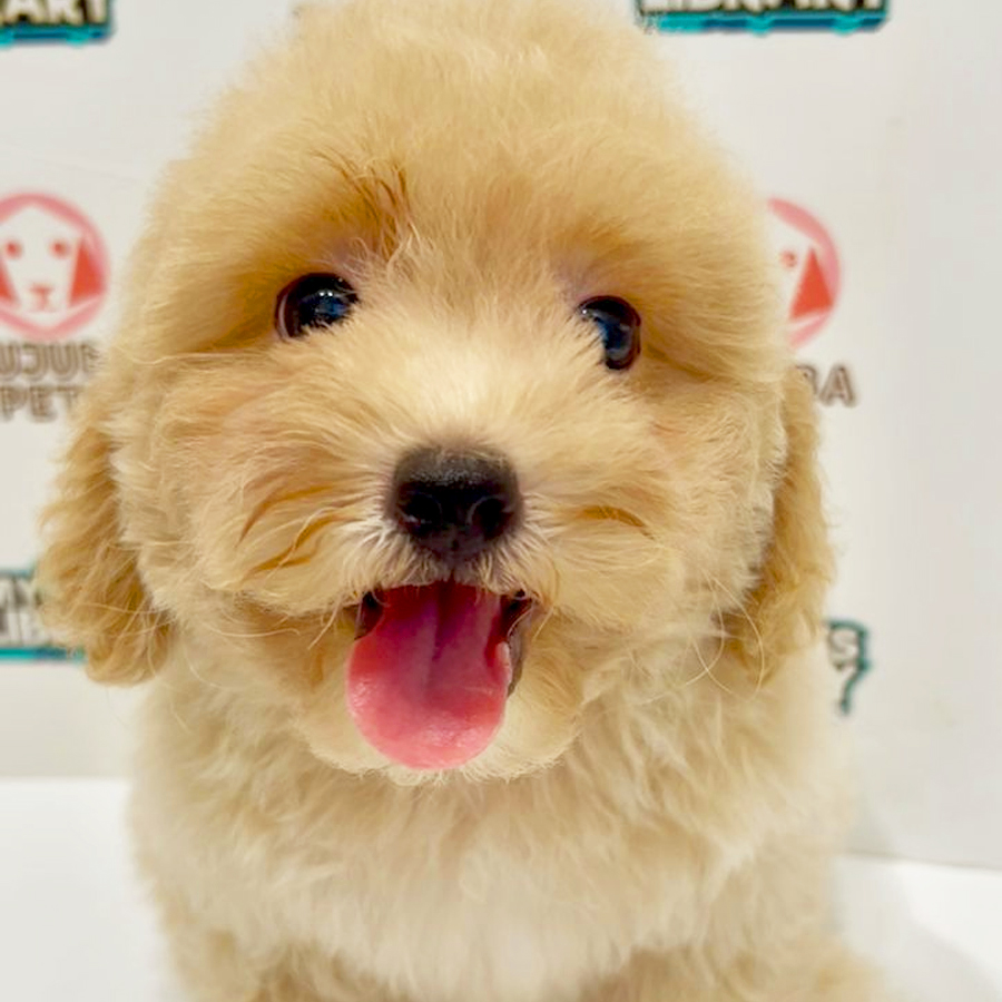 Poochon Puppy