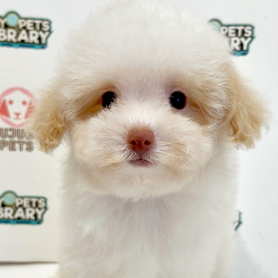 Maltipoo Puppy