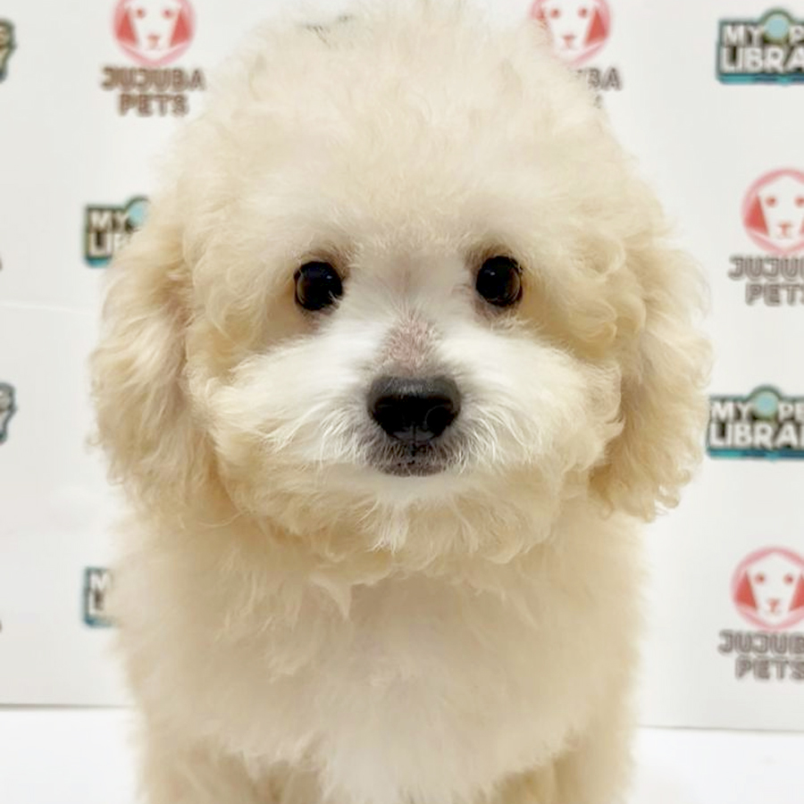 Toy Poodle Puppy