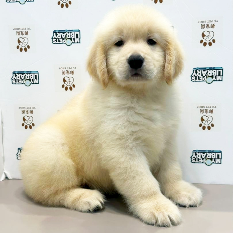 Golden Retriever Puppy