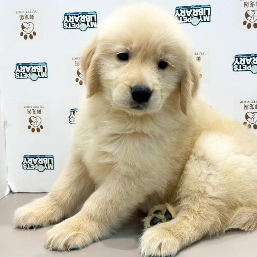 Golden Retriever Puppy