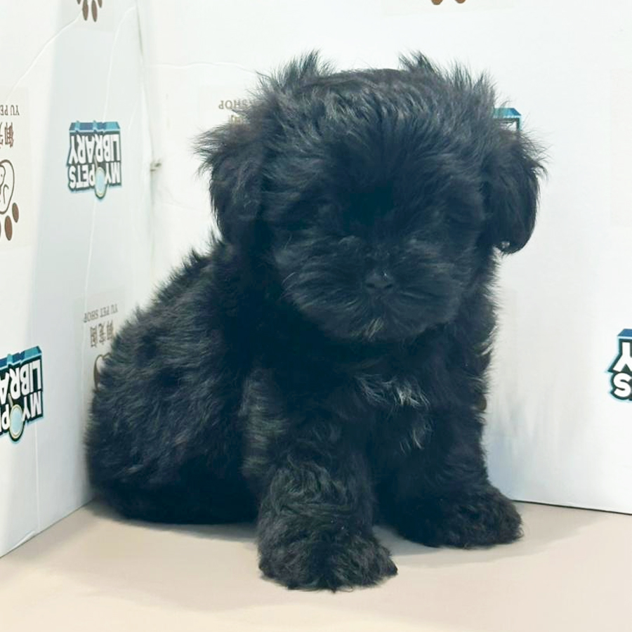 Maltipoo Puppy
