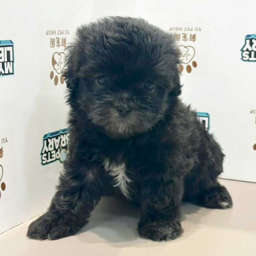 Maltipoo Puppy