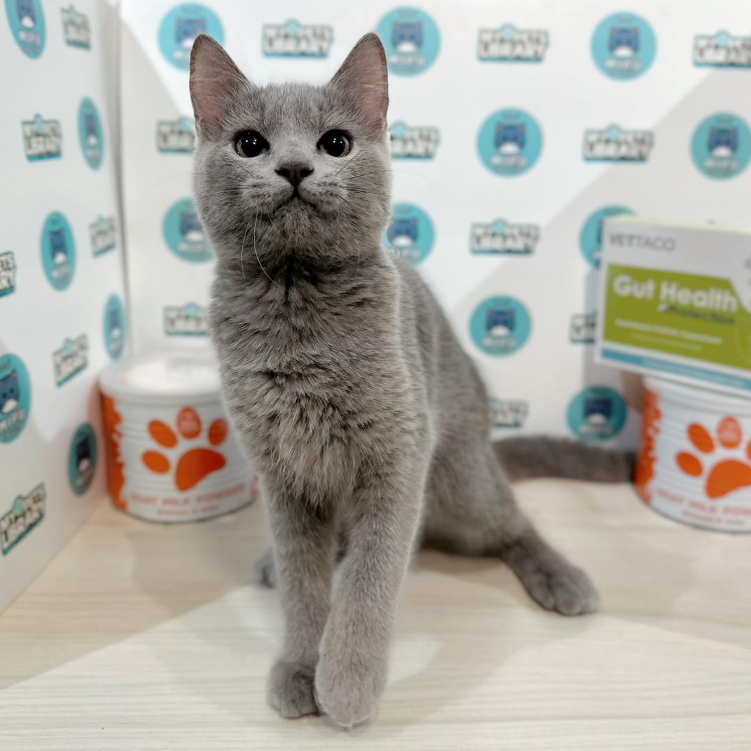 British Shorthair Kitten