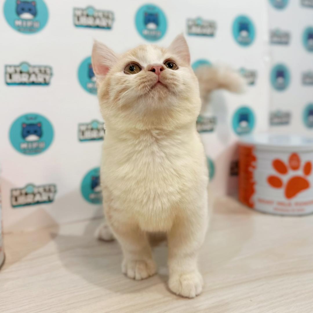 Super Short Munchkin British Shorthair Kitten