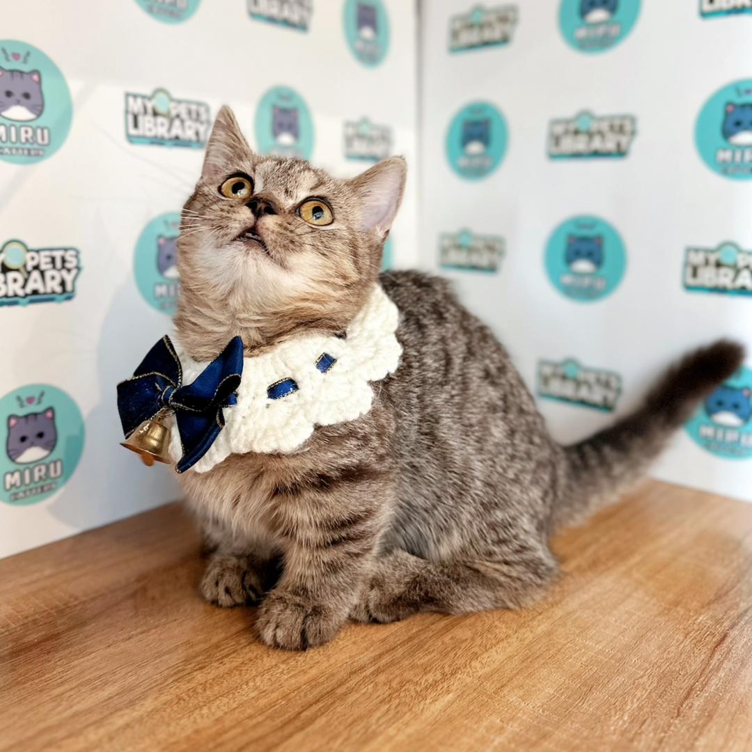 Super Short Munchkin British Shorthair Kitten