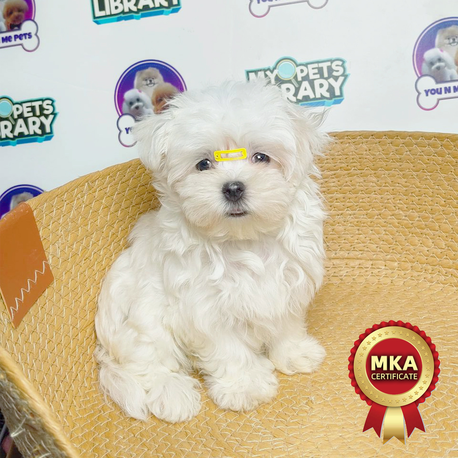 MKA Maltese Puppy