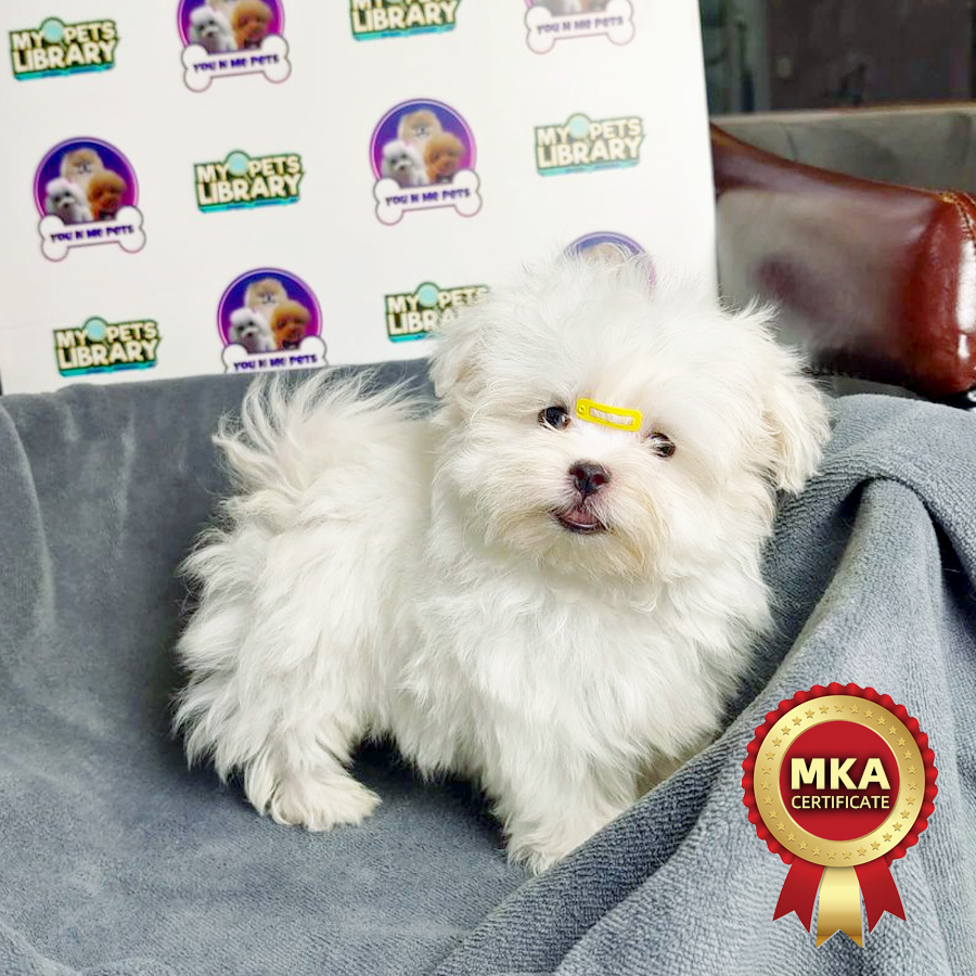 MKA Maltese Puppy