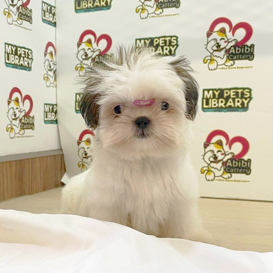 Mini Shih Tzu Puppy