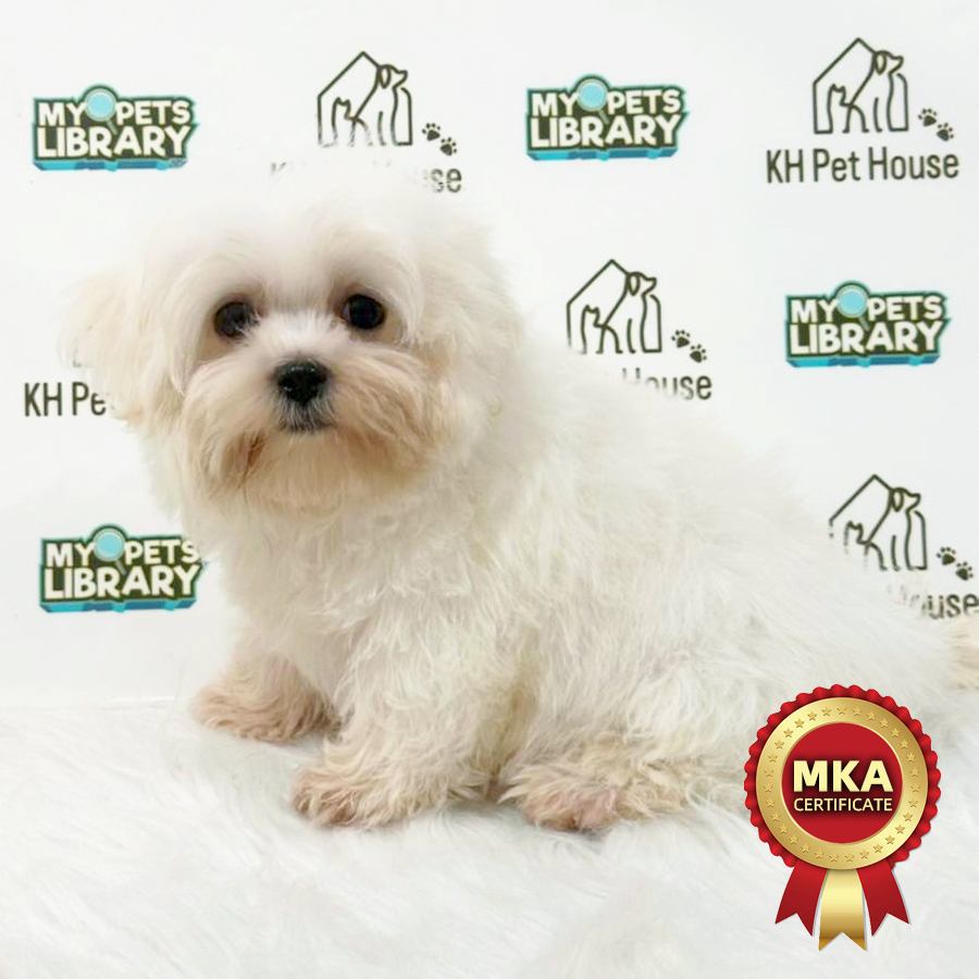 MKA Maltese Puppy
