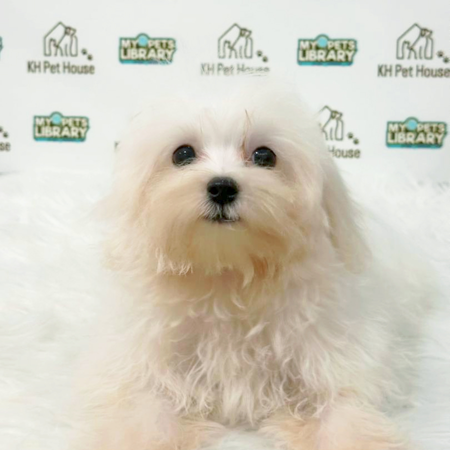 Maltipoo Puppy