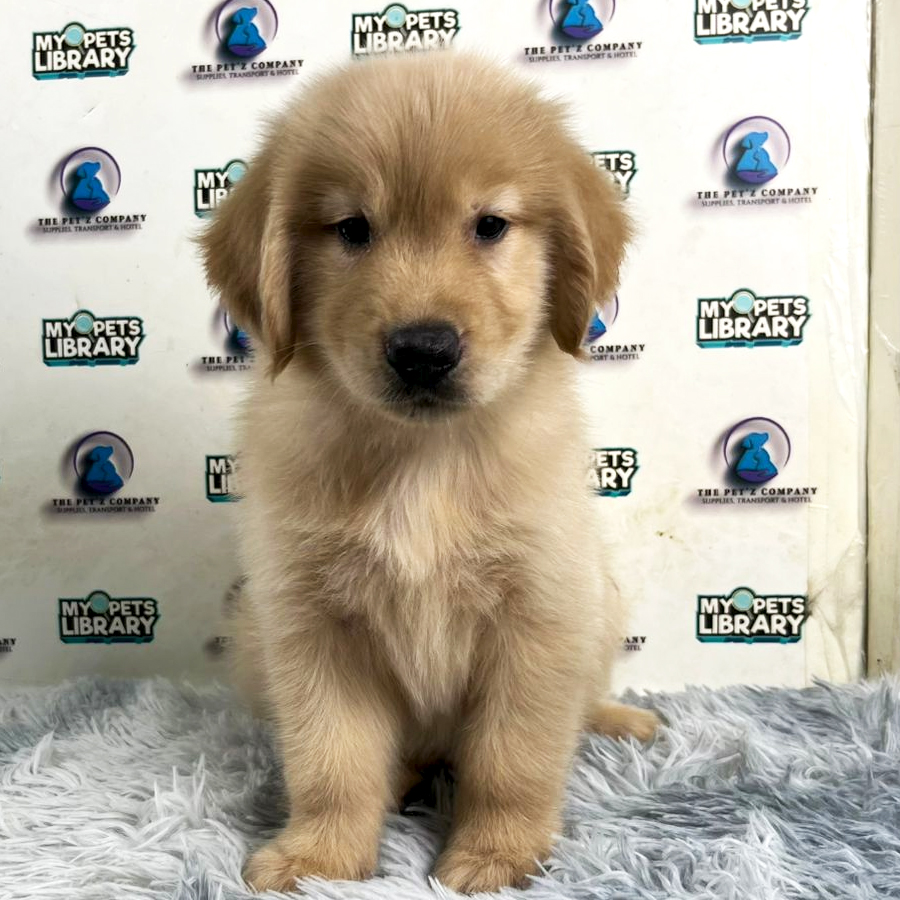 Golden Retriever Puppy