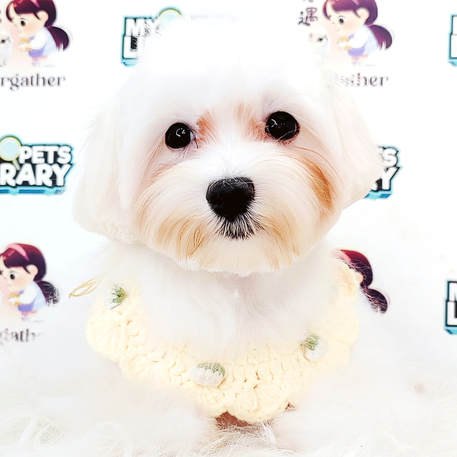 Maltese Puppy