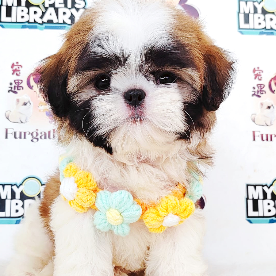 Shih Tzu Puppy