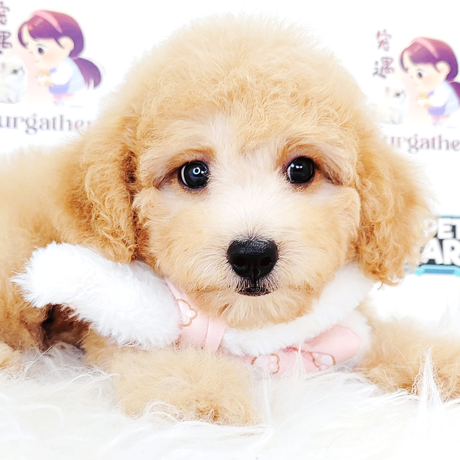 Poodle Puppy