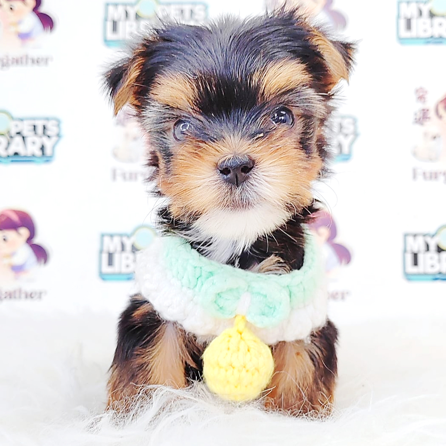 Yorkshire Terrier Puppy