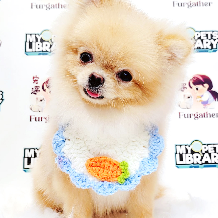 Teacup Pomeranian Puppy