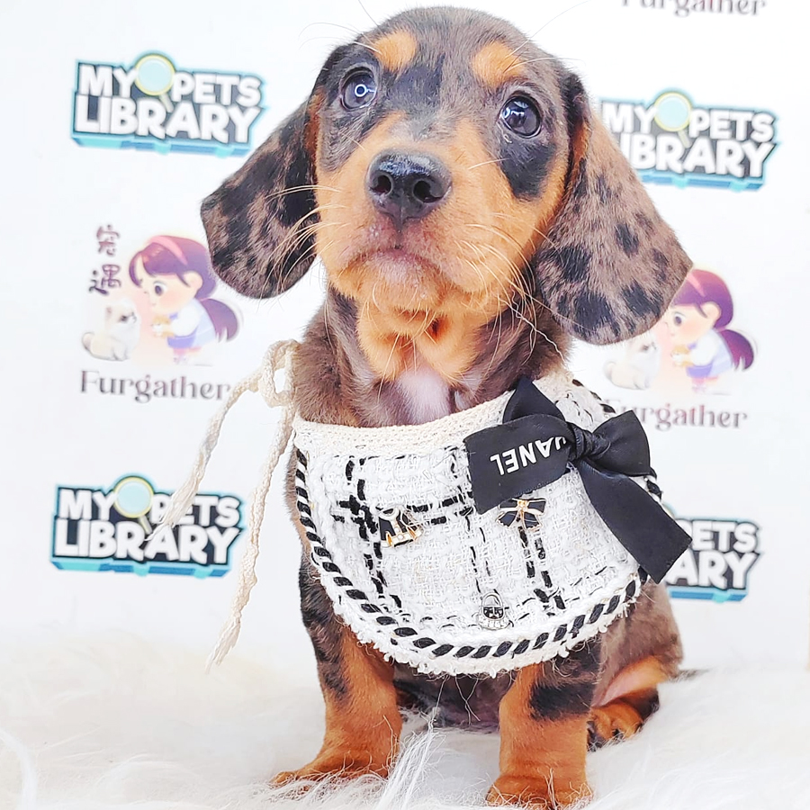 Shortcoat Dachshund Puppy