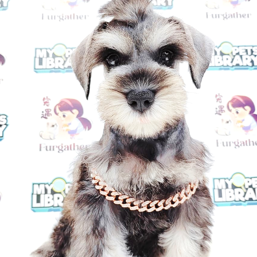 Schnauzer Puppy
