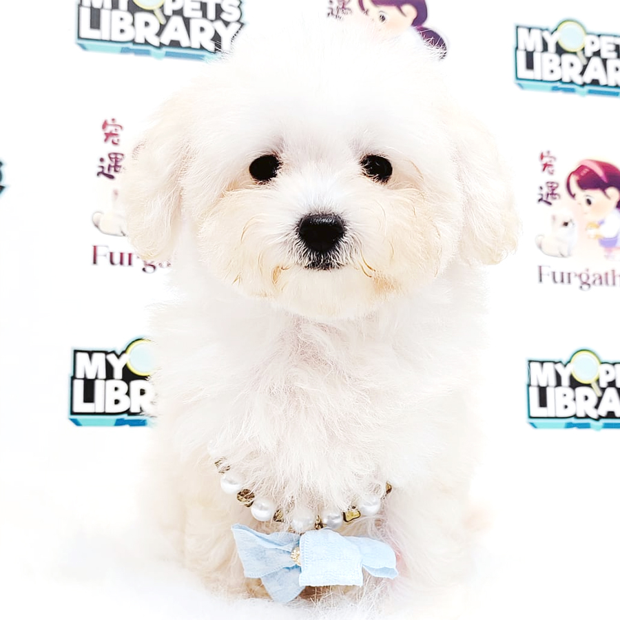 Bichonpoo Puppy
