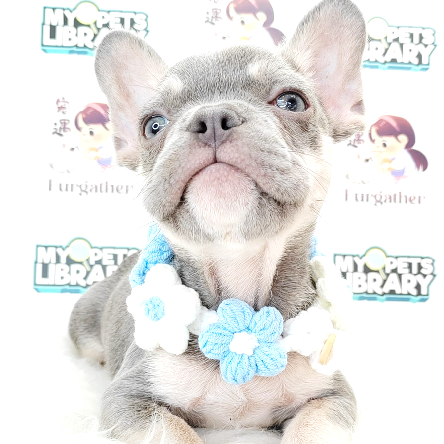 Frech Bulldog Puppy
