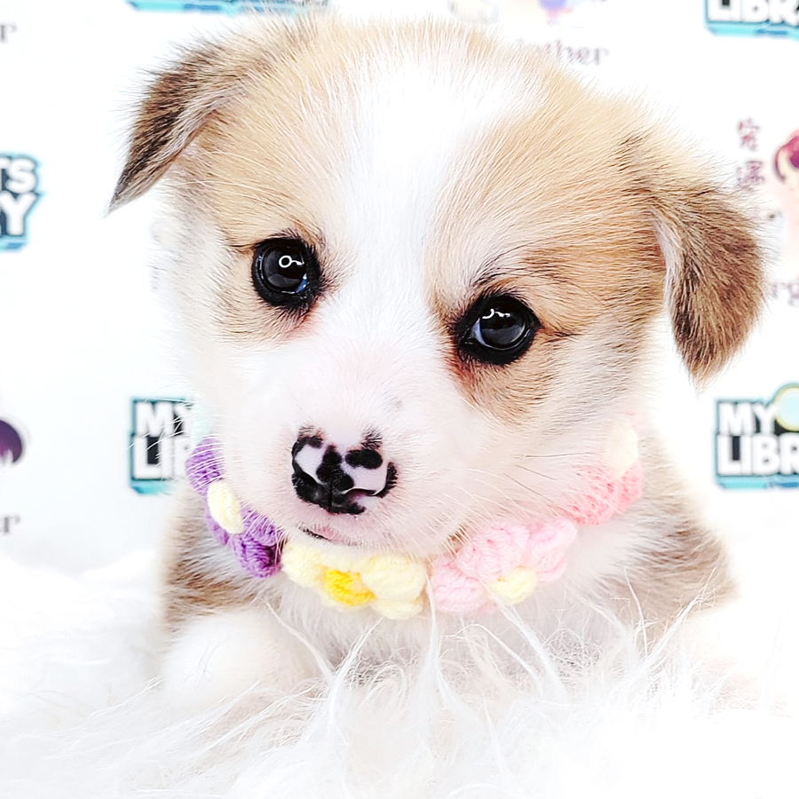 Corgi Puppy