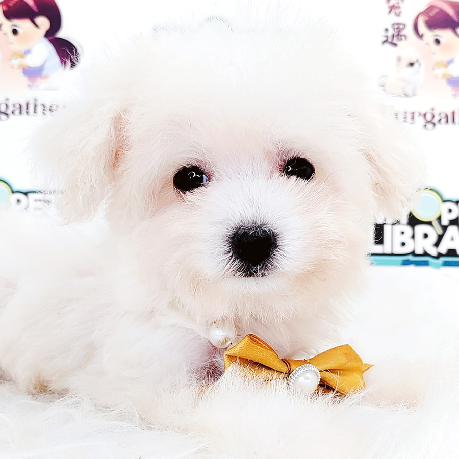 Poochon Puppy
