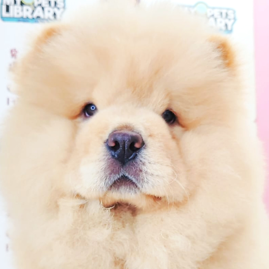 Chow Chow Puppy
