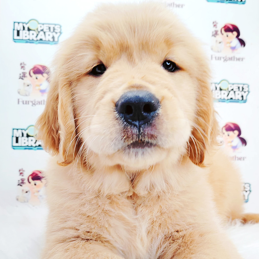 Golden Retriever Puppy