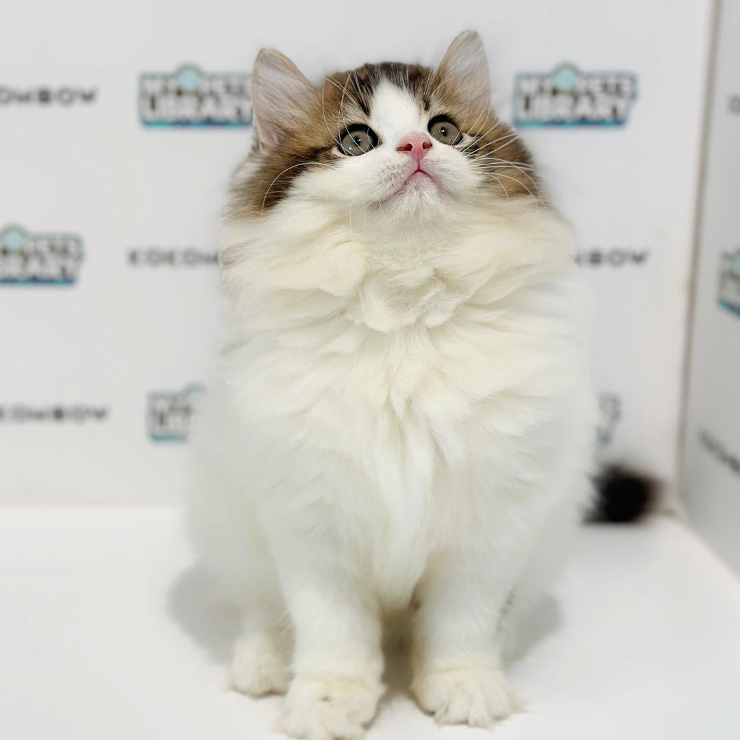 British Longhair Kitten