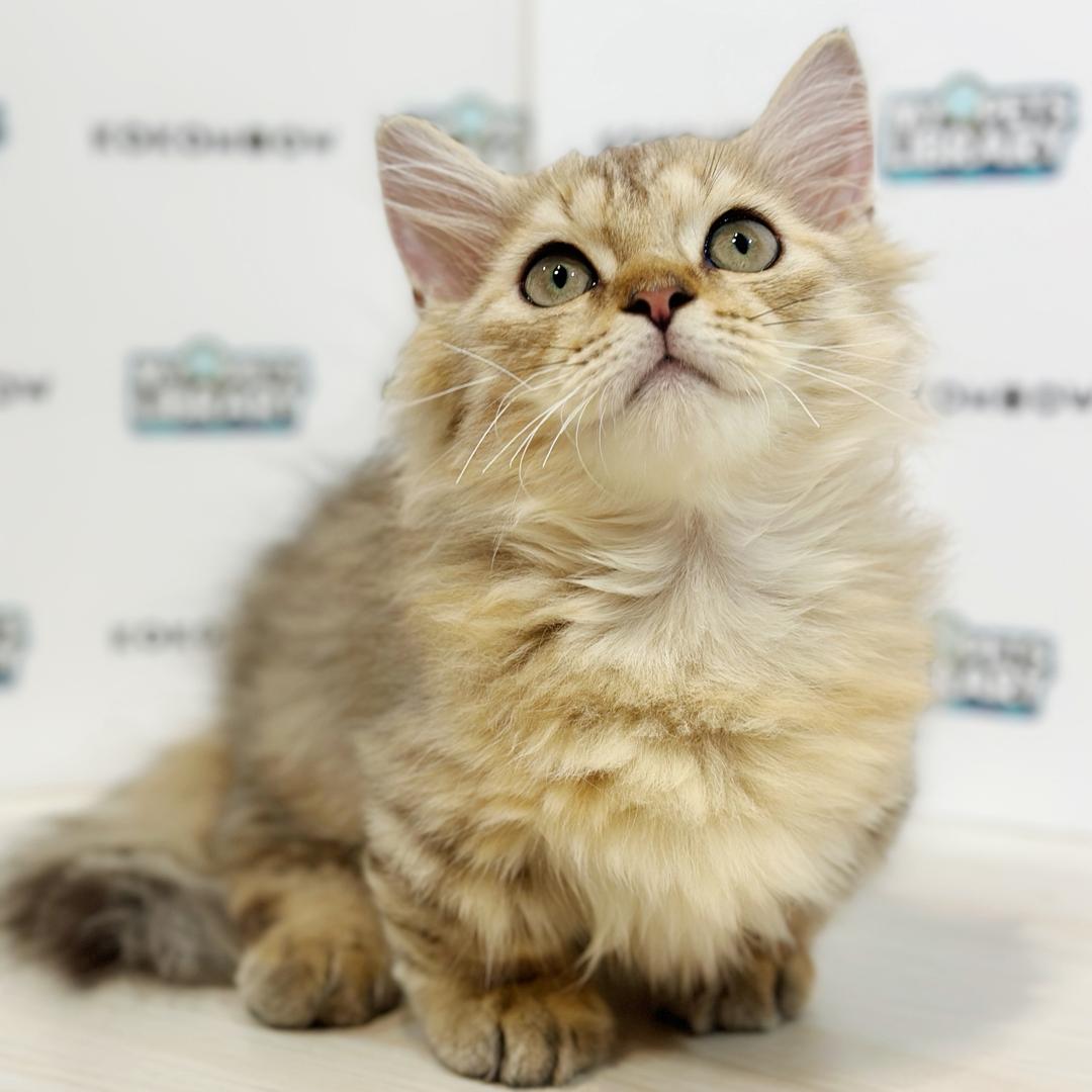 Super Short Munchkin Longhair Kitten