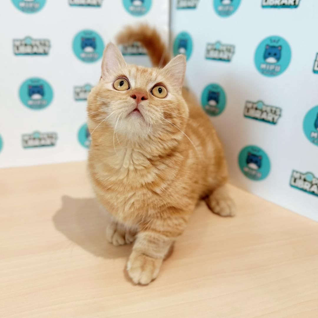 Super Short Munchkin British Shorthair Kitten