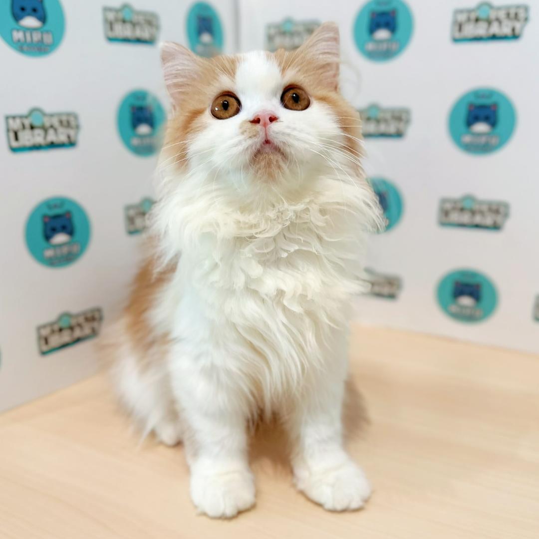 British Longhair Kitten