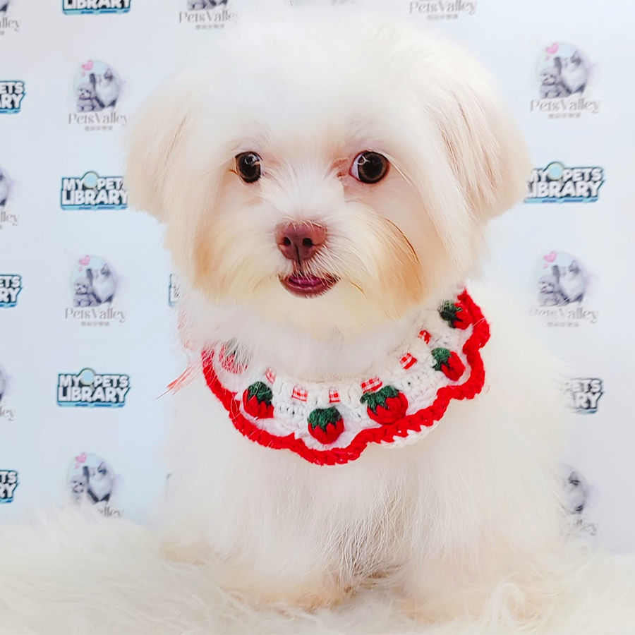 Maltese PuppyMaltese Puppy
