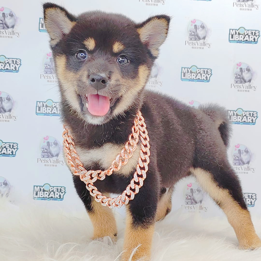 Shiba Inu Puppy