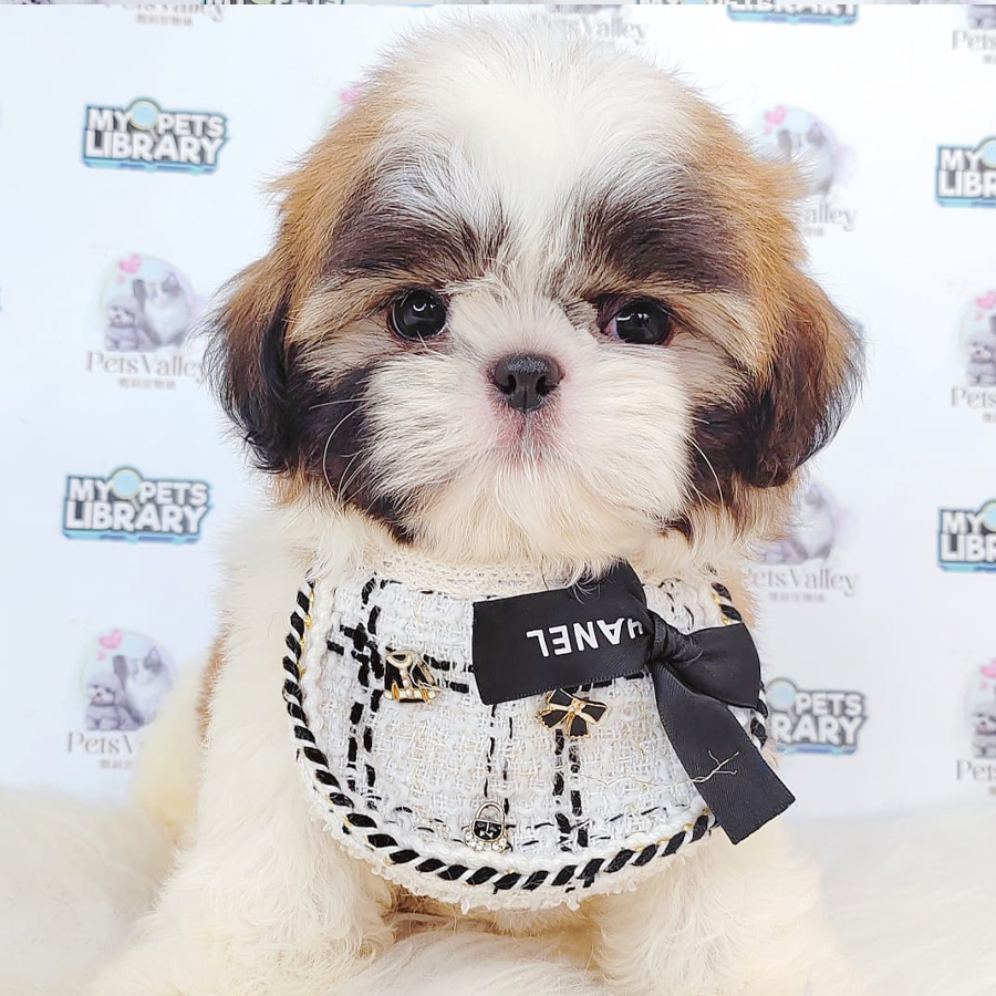 Shih Tzu Puppy