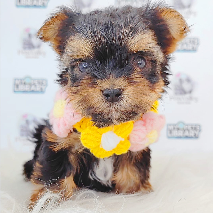 Yorkshire Terrier Puppy
