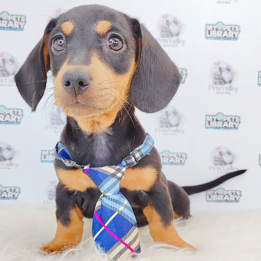 Dachshund Puppy