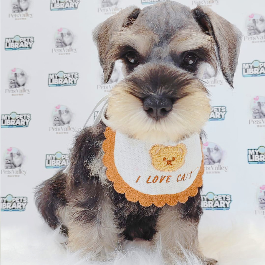 Schnauzer Puppy