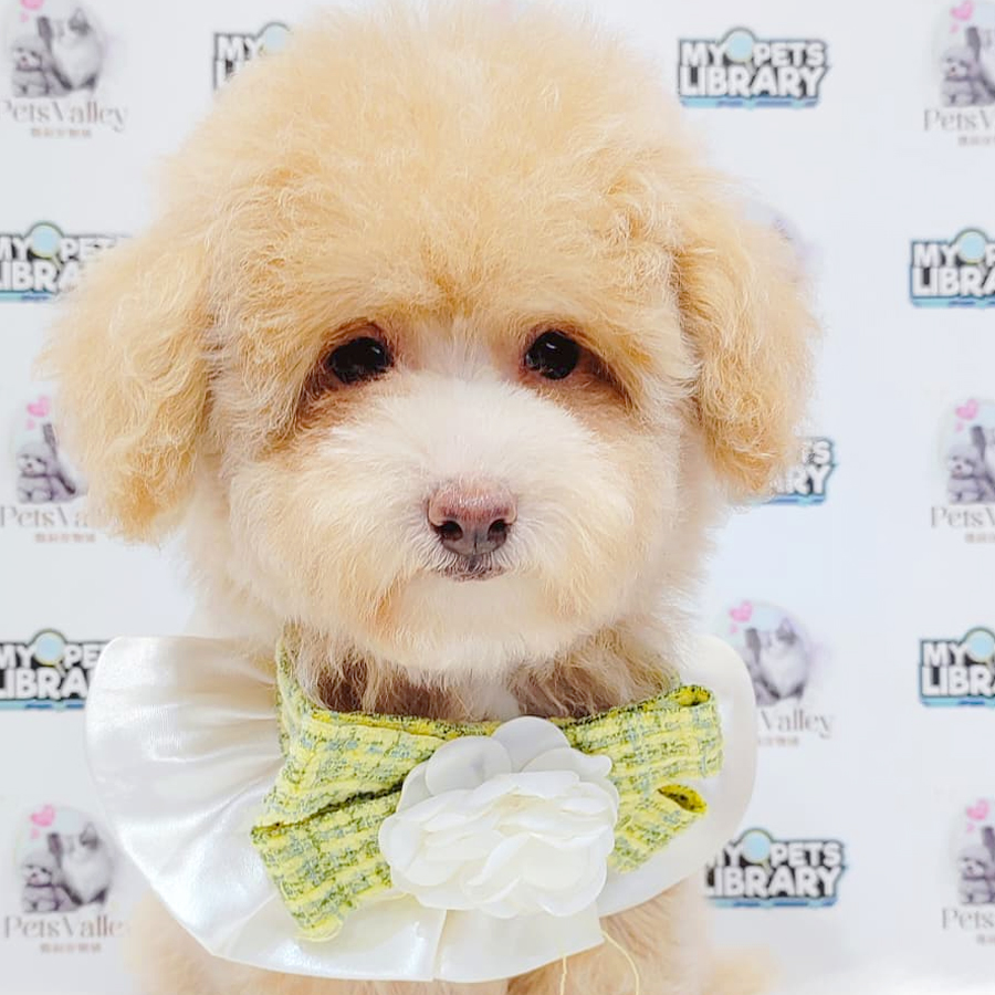 Maltipoo Puppy
