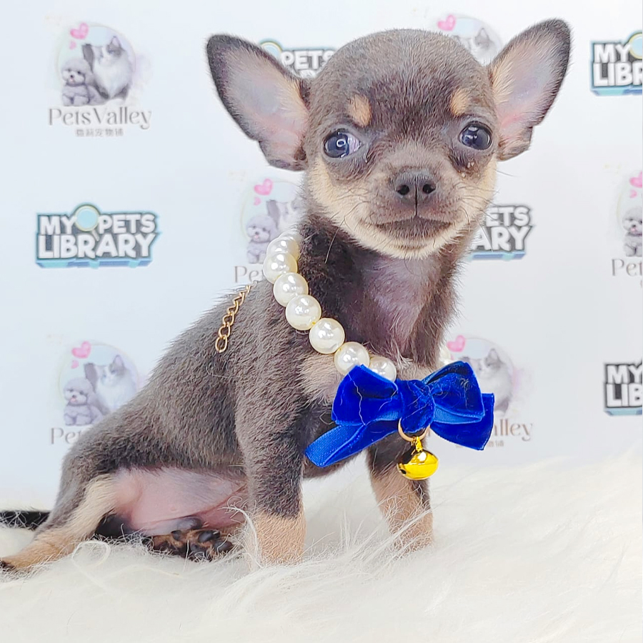 Chihuahua Puppy